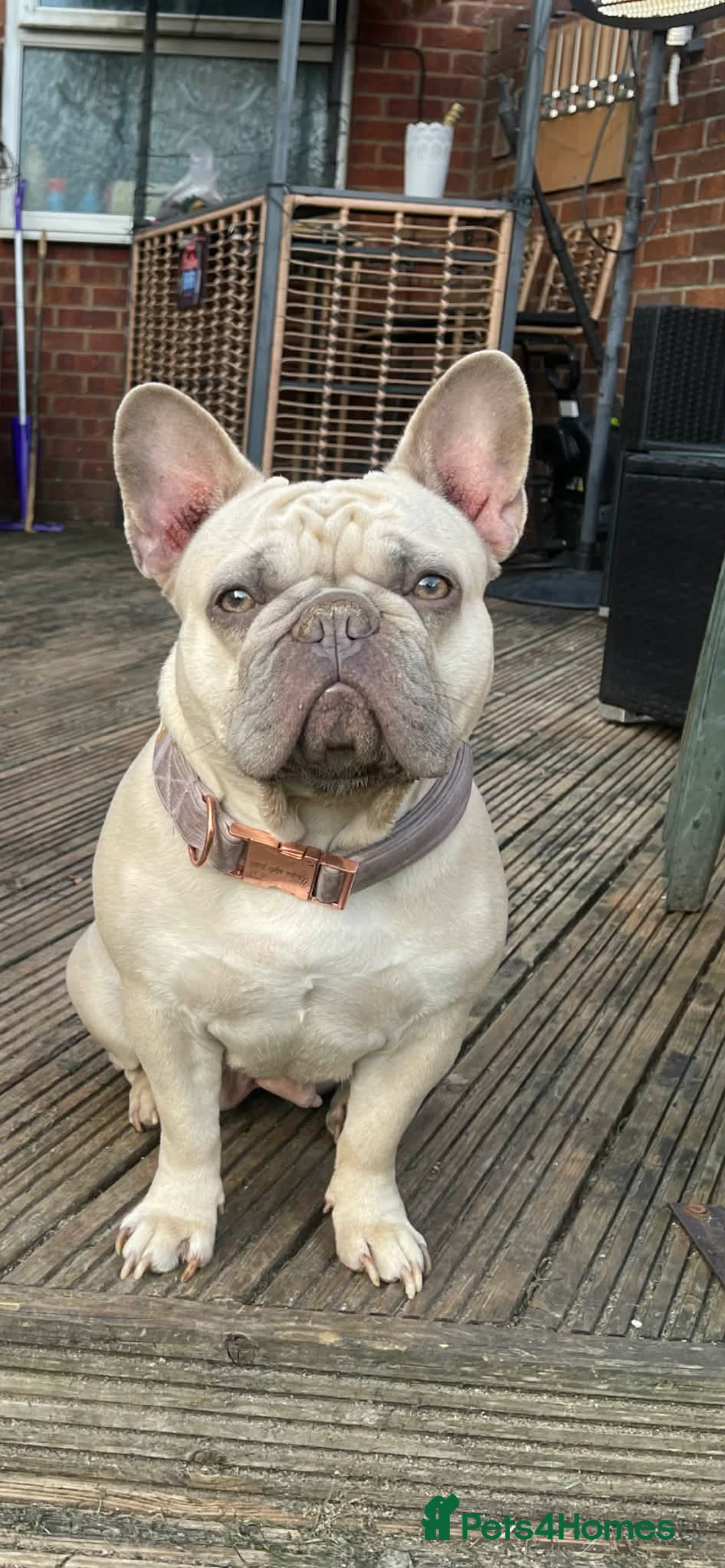 French Bulldog dogs for sale: French bulldogs puppies  - Advert 10