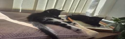 British Shorthair cats for sale: 2 female kittens - Available now!  - Advert 8