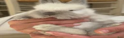 Angora rabbits for sale: Beautiful Angora rabbits in Brentwood - Advert 9