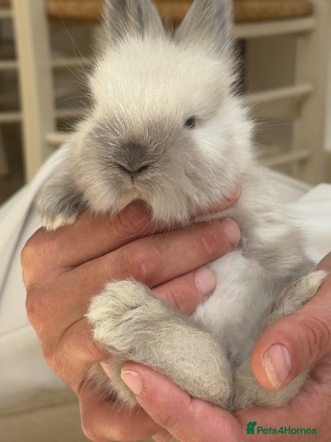 Angora rabbits for sale: Ready now !! Beautiful Angora rabbits - Advert 15