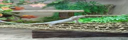 Bearded Dragon reptiles for sale: Hypo zero bearded dragon in Daventry - Advert 9