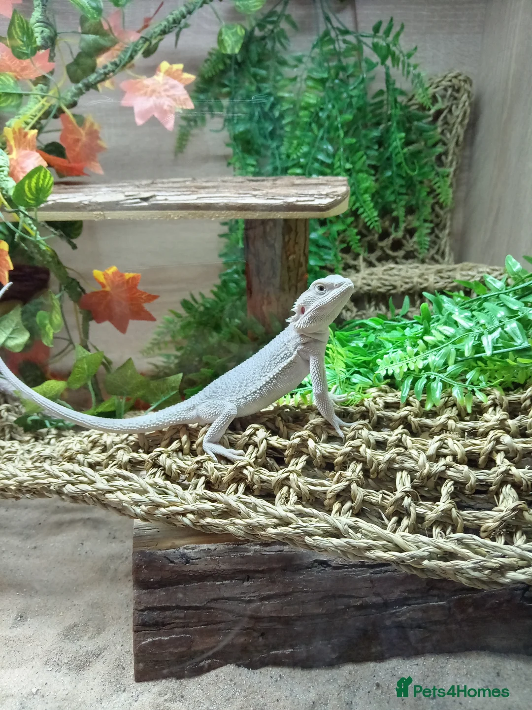 Bearded Dragon reptiles for sale: Hypo zero bearded dragon in Daventry - Advert 9
