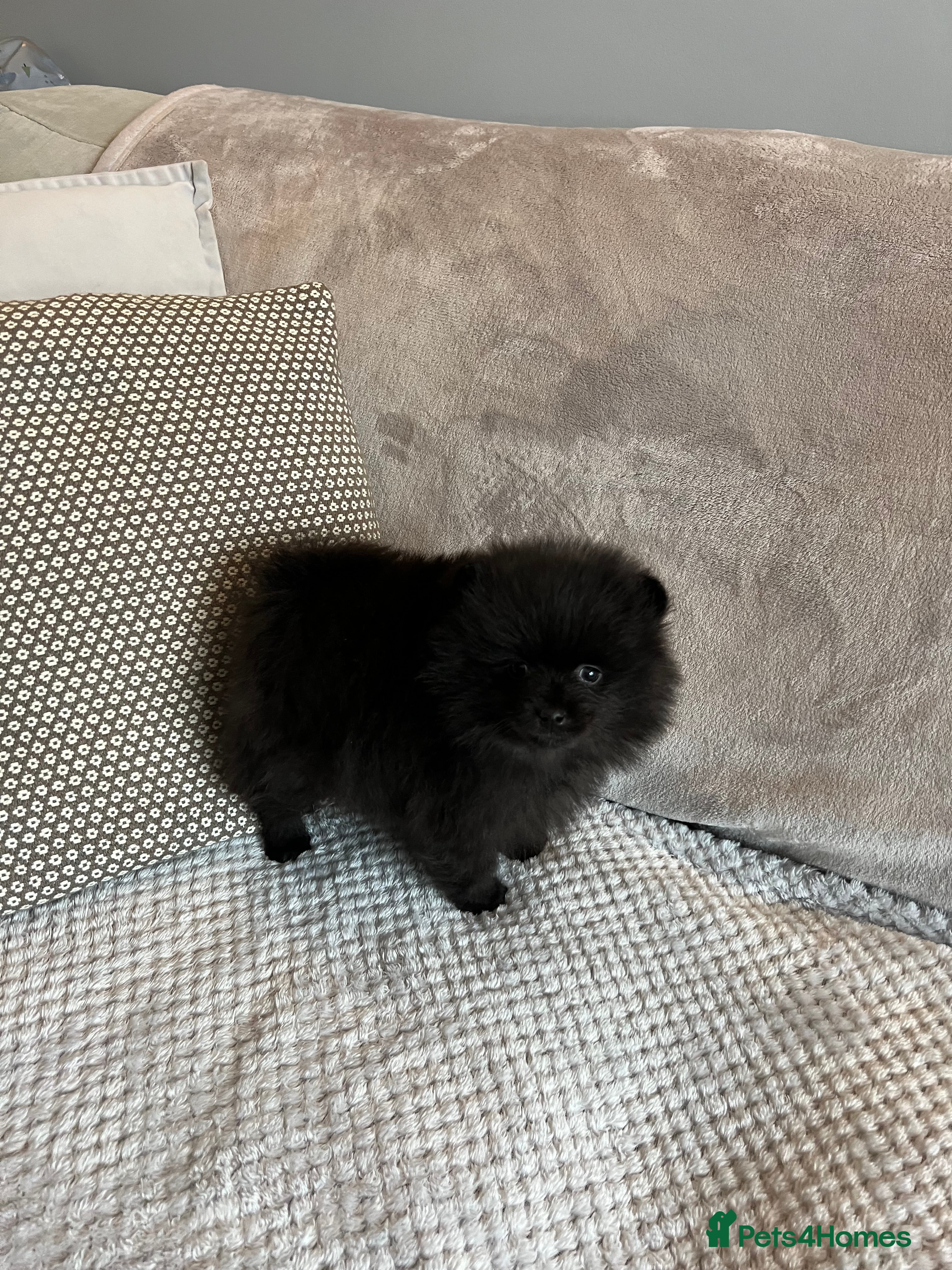 Pomeranian dogs Last little male  - Advert 8