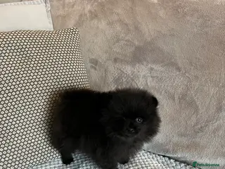 Pomeranian dogs Last little male - Advert 8