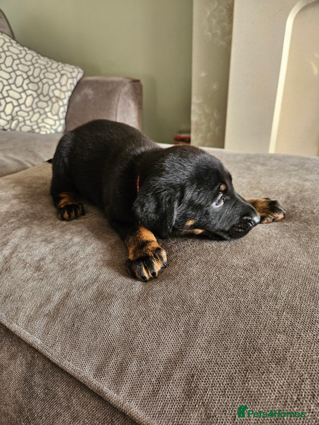 Mixed Breed dogs for sale: Beautiful black German shepherd x doberman  - Advert 10