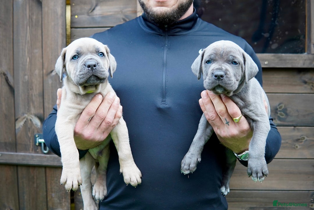 Cane Corso dogs for sale: ICCF Registered Cane Corsos  - Advert 28