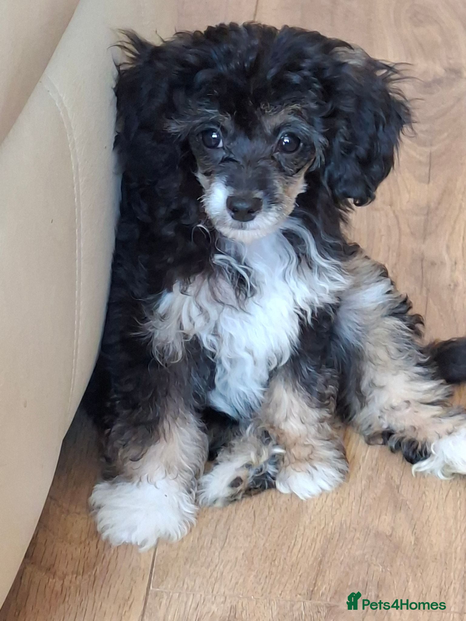 Mixed Breed dogs Stunning small papipoos/ papillon  x toy poodle - Advert 2