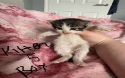 Maine Coon cats for sale: MI have 6 BEAUTIFUL kittens for sale🩷 - Image 10