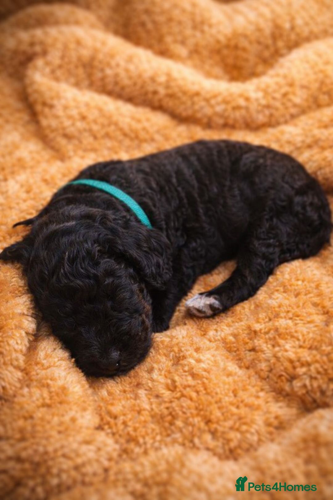 Standard Poodle dogs for sale: Silver KC registered Standard Poodle puppies - Advert 7