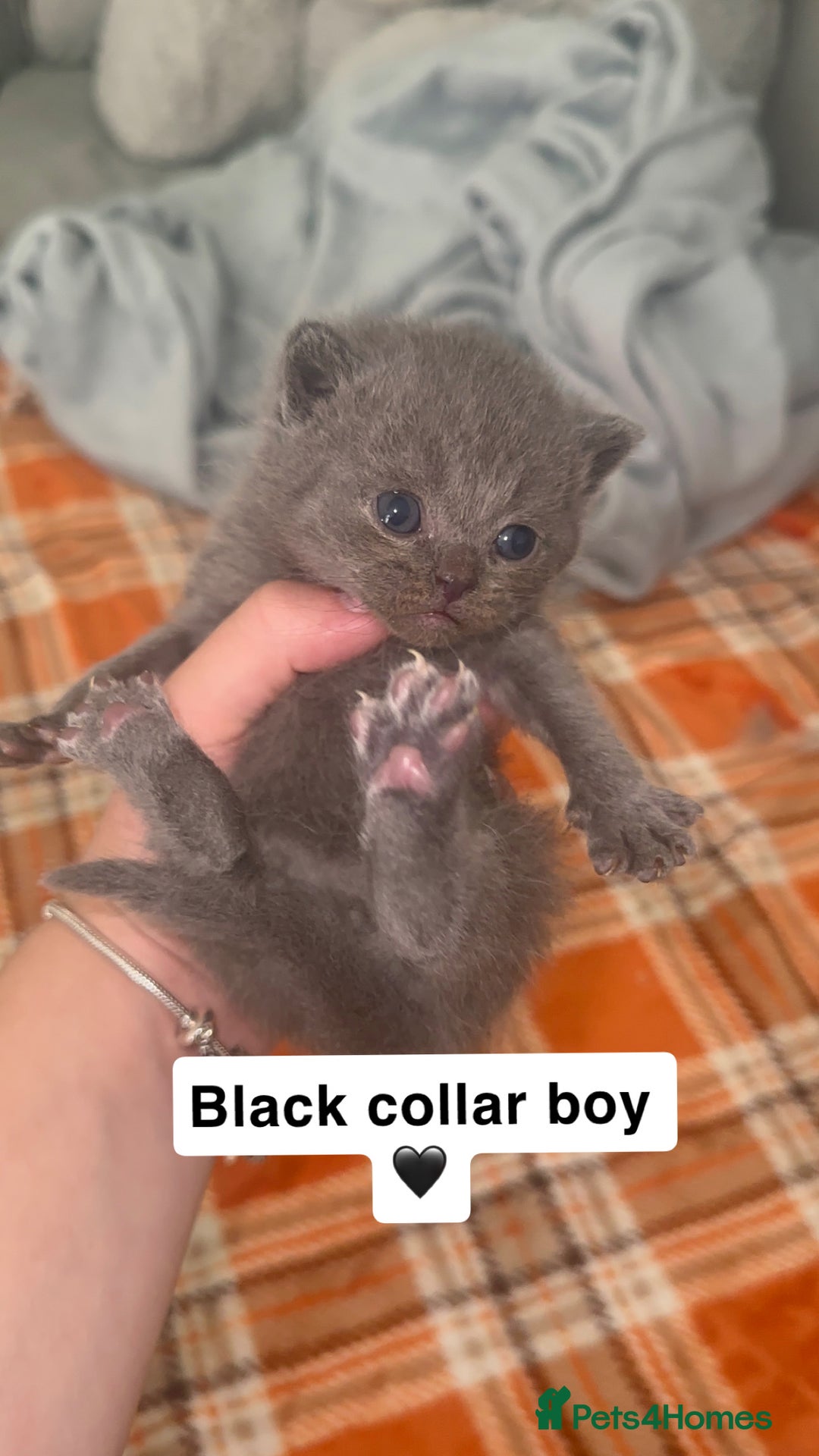 British Shorthair cats for sale: Stunning British Short Hair Kittens - Image 7
