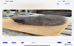 Guinea Pig rodents for sale: Swiss sows and boars  - Image 16