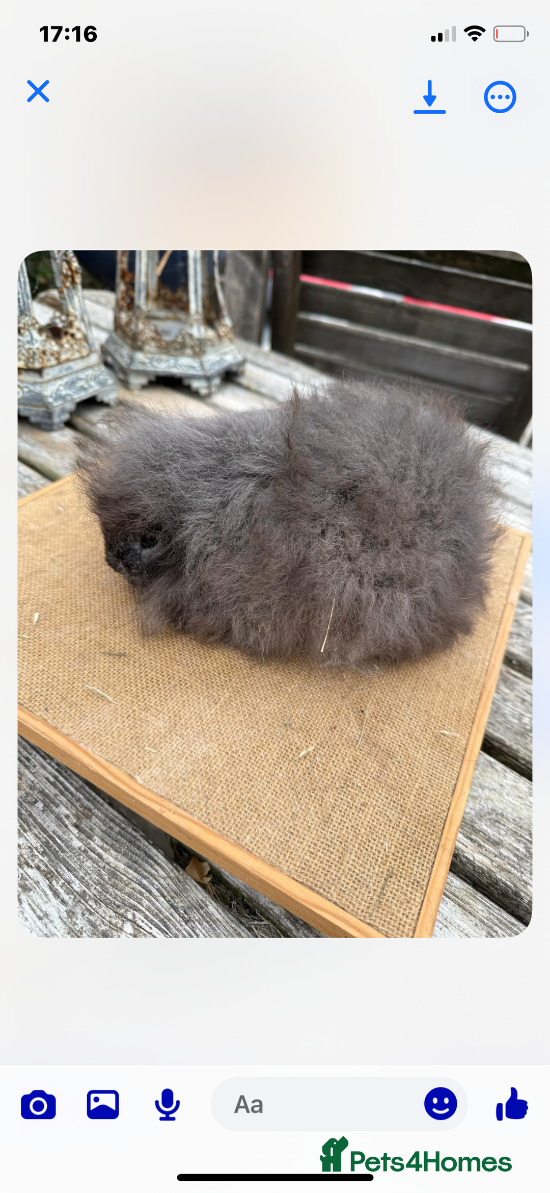 Guinea Pig rodents for sale: Swiss sows and boars  - Image 16