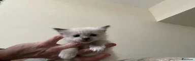 Ragdoll 2