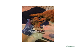 Cavapoo dogs for sale: F1B Cavapoo puppies DUE 4 Aug.DNA hereditory clear - Image 12