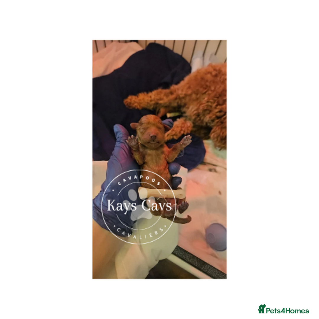 Cavapoo dogs for sale: F1B Cavapoo puppies DUE 4 Aug.DNA hereditory clear - Image 12