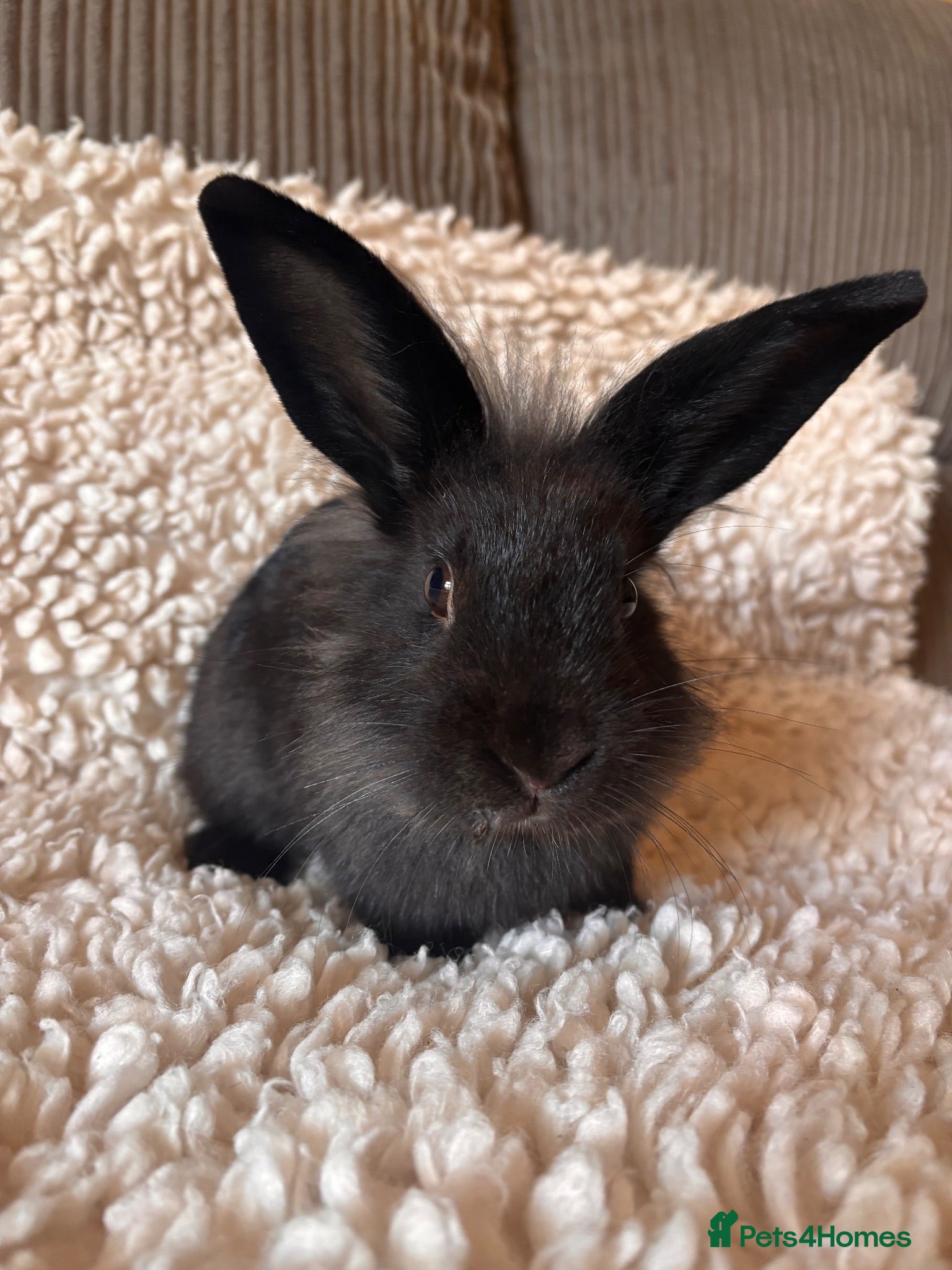 Lionhead rabbits Elvis mini lop x lion head buck  - Advert 1