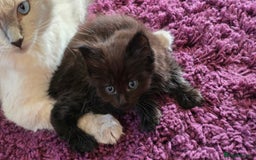 Maine Coon cats for sale: Stunning Maine Coon X  - Image 12