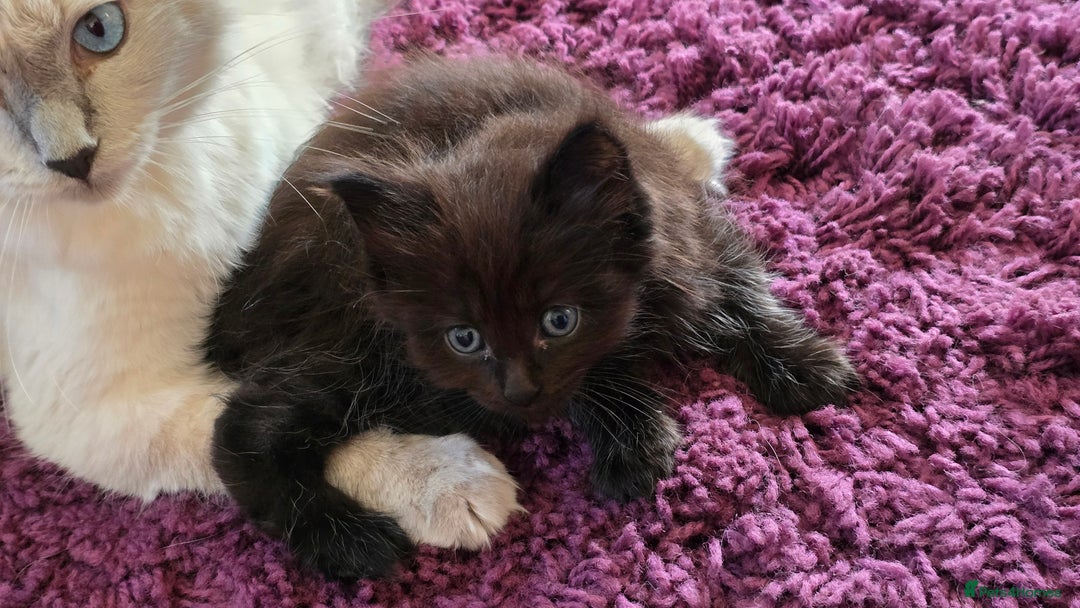 Maine Coon cats for sale: Stunning Maine Coon X  - Image 12