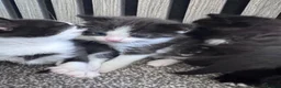 Mixed Breed cats for sale: Beautiful kittens needing new homes  - Advert 5