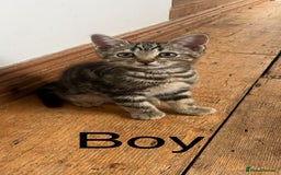 British Shorthair cats for sale: Cute British Shorthair Mixed Kittens Ready Now!  - Image 1