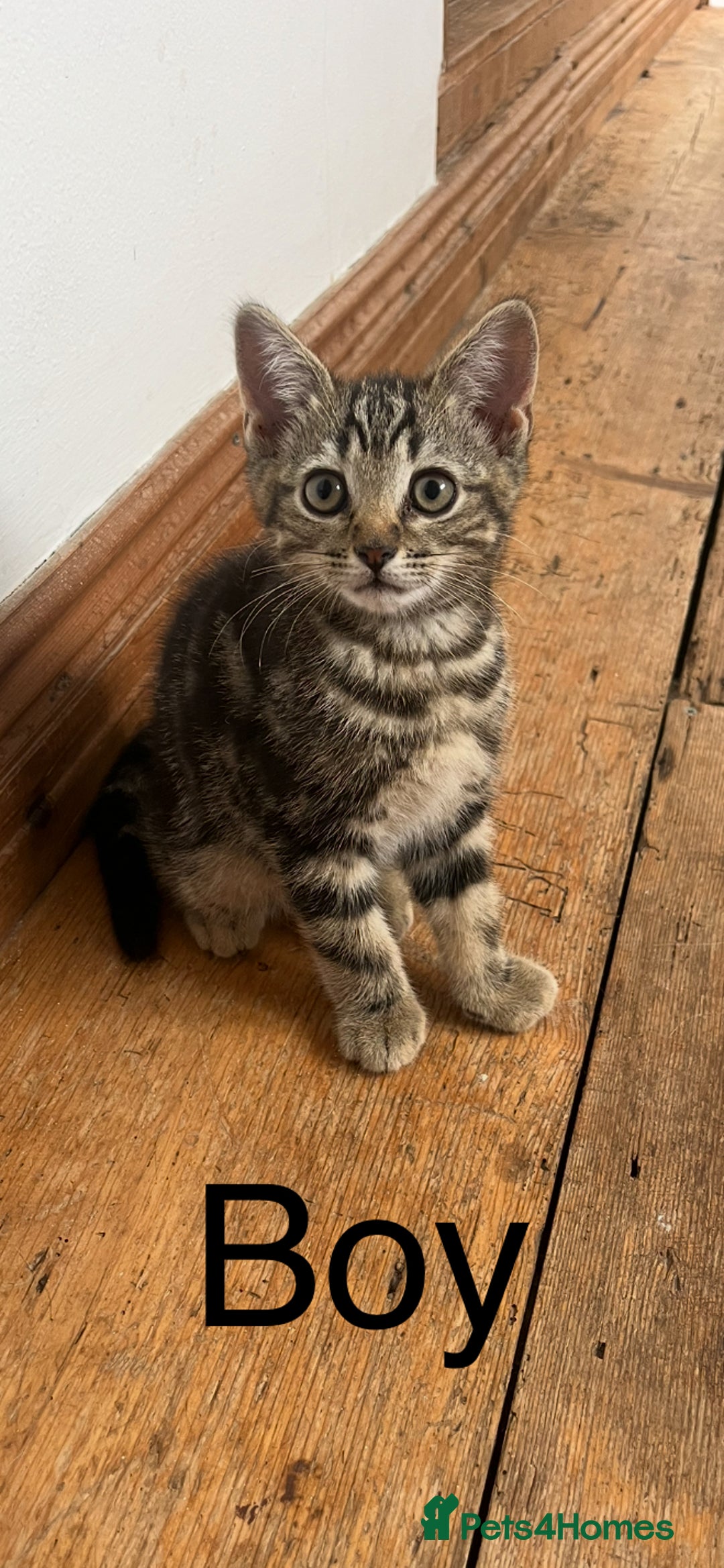 British Shorthair cats for sale: Cute British Shorthair Mixed Kittens Ready Now!  - Image 1