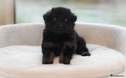 German Shepherd dogs for sale: 5 Generation KC - straight backed GSD puppies  - Image 8