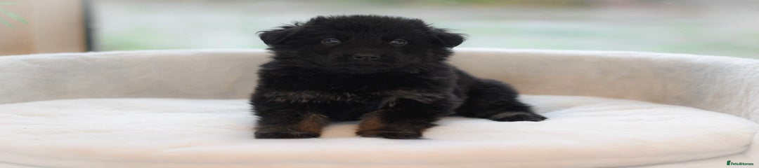German Shepard female purple collar 