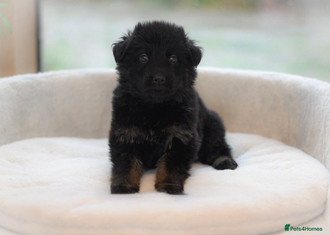 German Shepherd dogs for sale: 5 Generation KC - straight backed GSD puppies  - Image 8