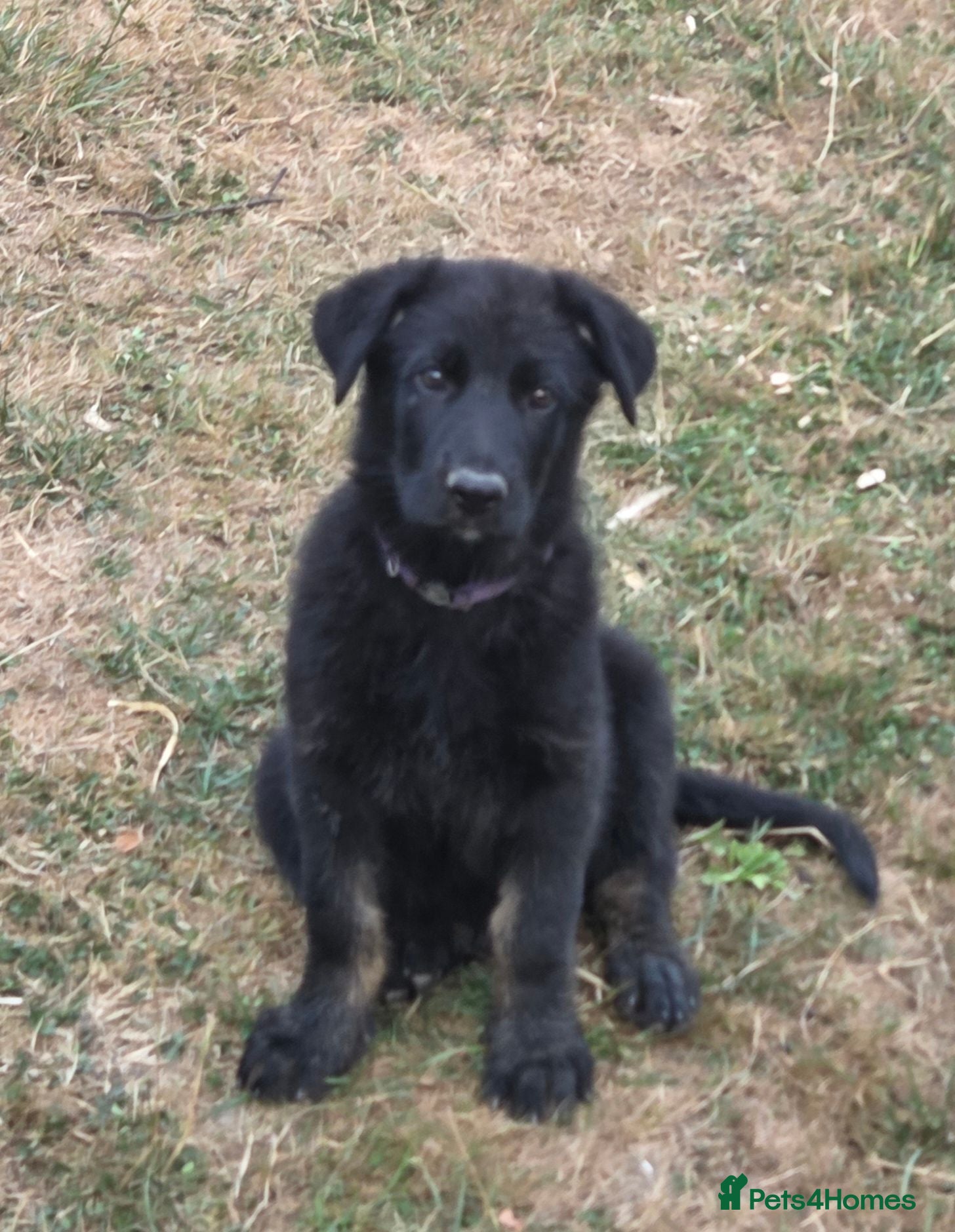 German Shepherd dogs German Shepherd Puppies - Advert 1