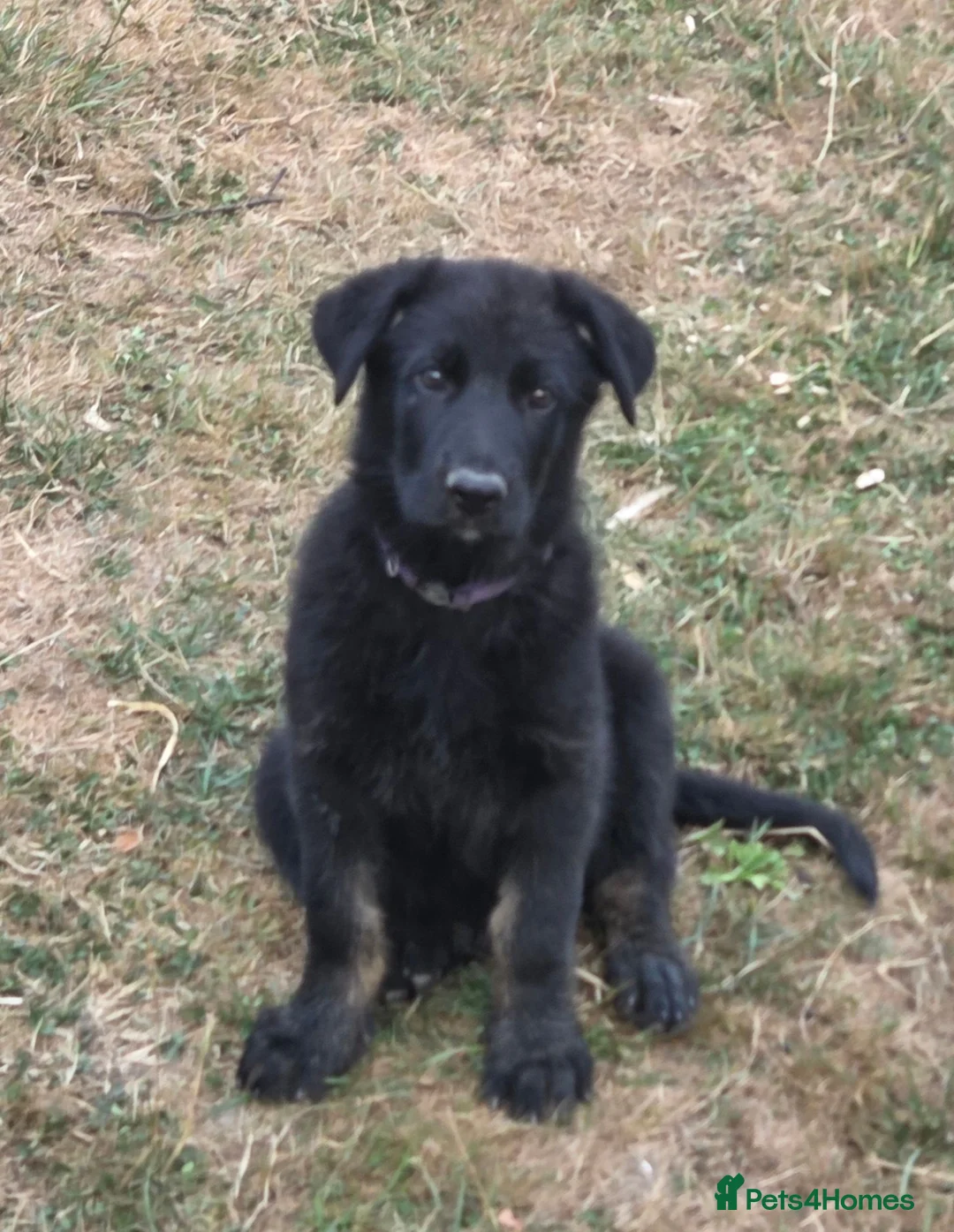 German Shepherd dogs for sale: German Shepherd Puppies - Advert 2