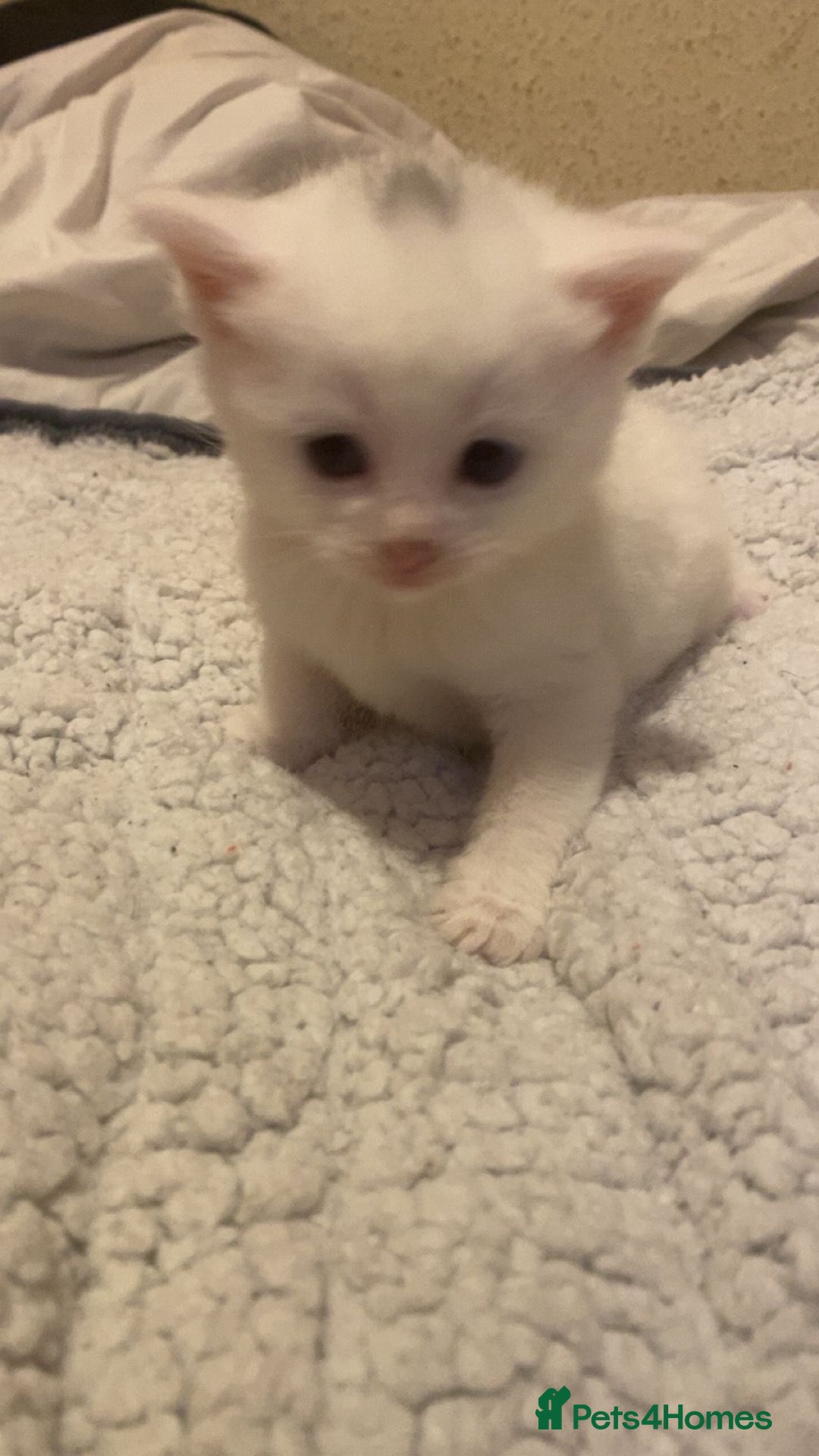 Mixed Breed cats for sale: beautiful kittens for sale  - Image 8