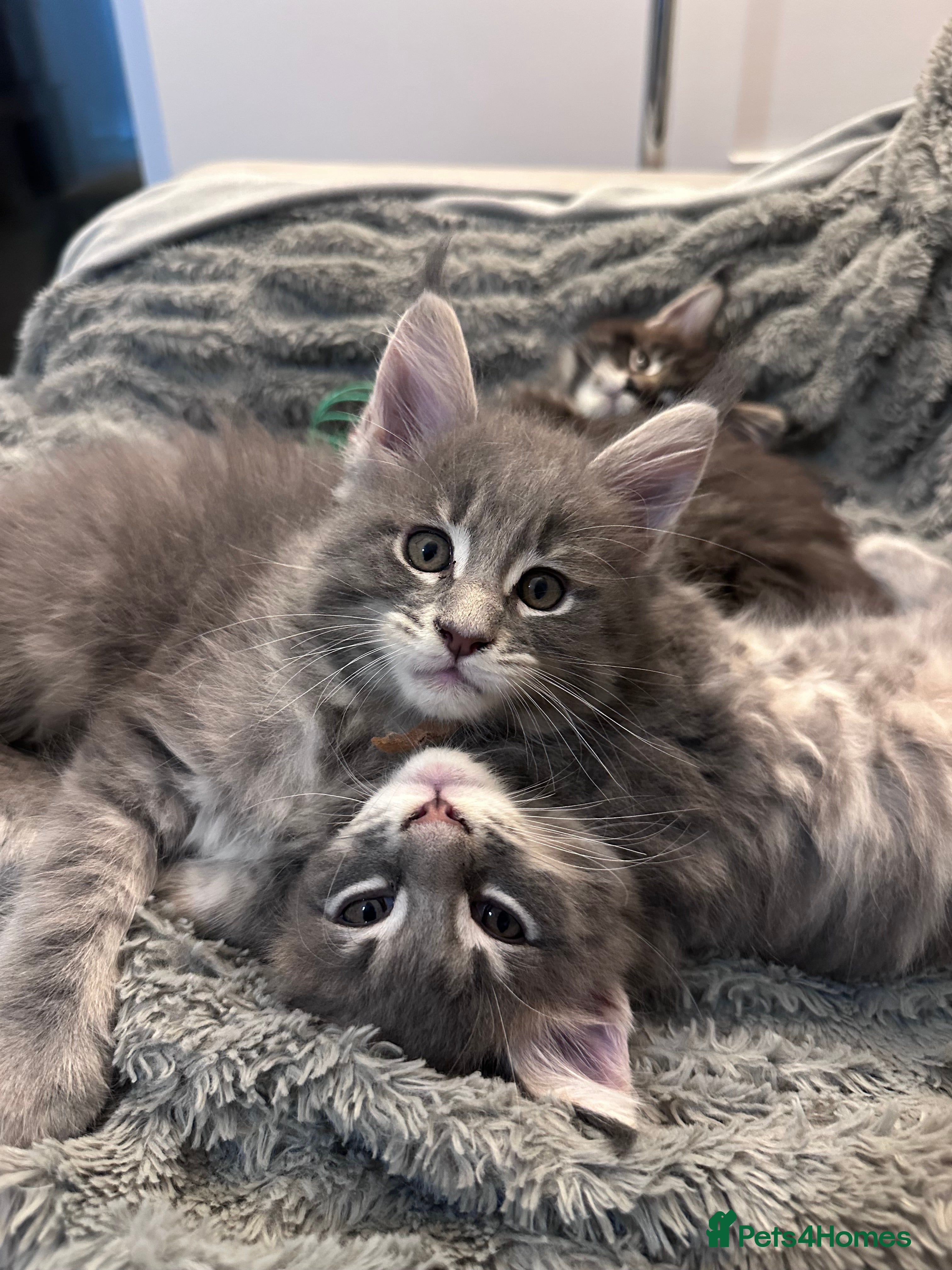 Maine Coon cats ✨3 Gorgeous Pure Breed Maine Coon Kittens✨ - Advert 11