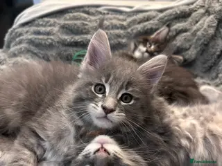 Maine Coon cats ✨3 Gorgeous Pure Breed Maine Coon Kittens✨ - Advert 11