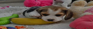 Beagle 4