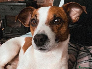 Jack Russell dogs in Doncaster - Advert 15