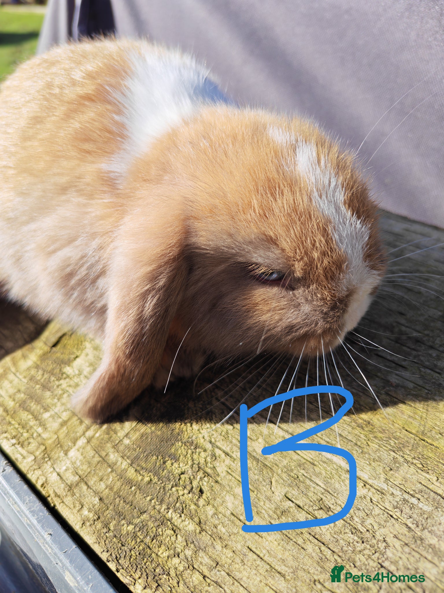 Mini Lop rabbits Pure Bred Mini Lops - Advert 3