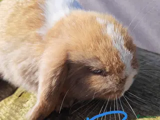 Mini Lop rabbits Pure Bred Mini Lops - Advert 3