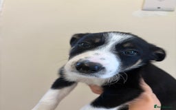 Australian Shepherd dogs for sale: *3 LEFT* Australian shepherd puppies for sale  - Image 16
