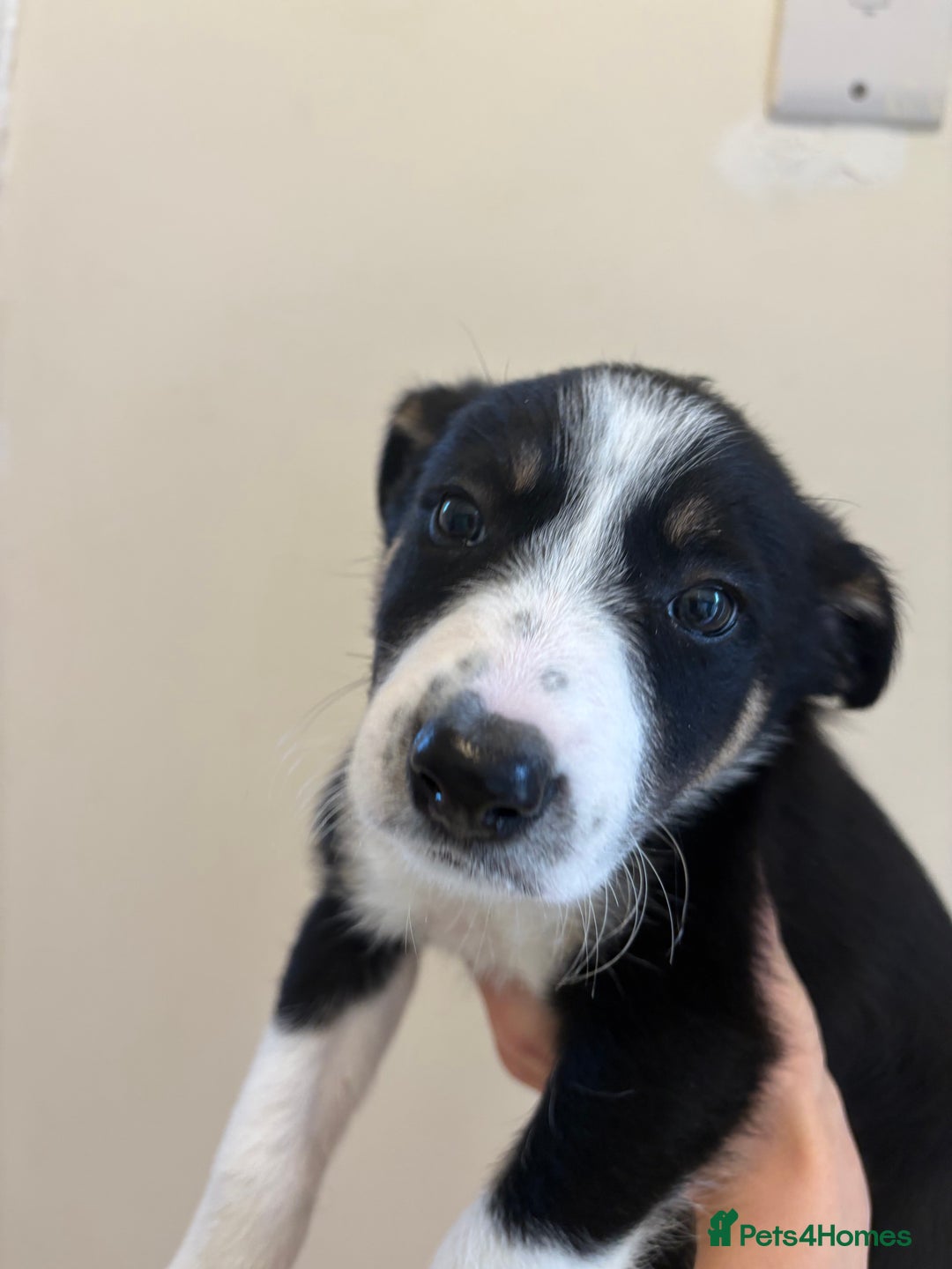 Australian Shepherd dogs for sale: *3 LEFT* Australian shepherd puppies for sale  - Image 16