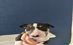 English Bull Terrier dogs for sale: English Bull Terrier Puppy 4 - QUALITY BULL TERRIER PUPPIES ❗️❗️ - Image 4
