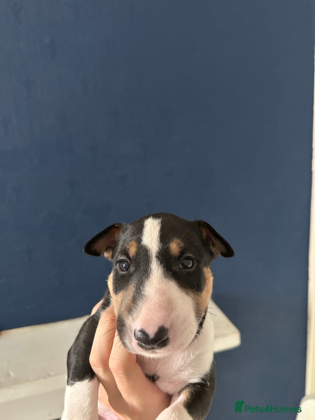 English Bull Terrier dogs for sale: English Bull Terrier Puppy 4 - QUALITY BULL TERRIER PUPPIES ❗️❗️ - Image 4