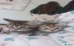 Mixed Breed cats for sale: Miss sijanda  - Image 27