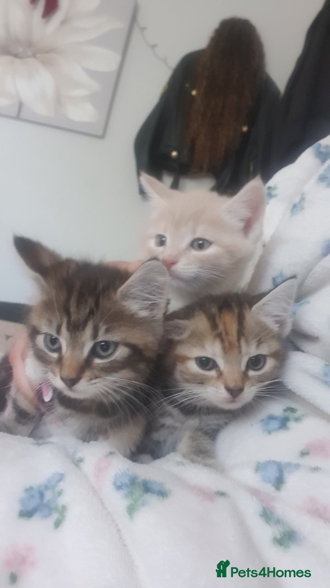 Mixed Breed cats for sale: Miss sijanda  - Image 27