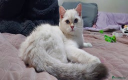 British Shorthair cats for sale: Golden British shorthair Pedigree Neutered  - Image 22