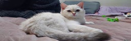 British Shorthair cats for sale: Golden British shorthair Pedigree Neutered  - Advert 30