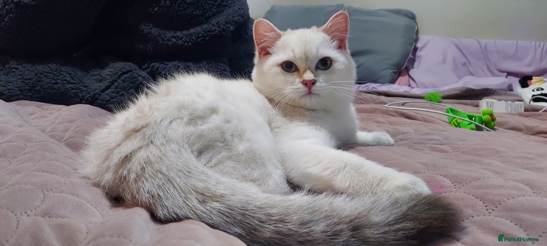 British Shorthair cats for sale: Golden British shorthair Pedigree Neutered  - Image 22