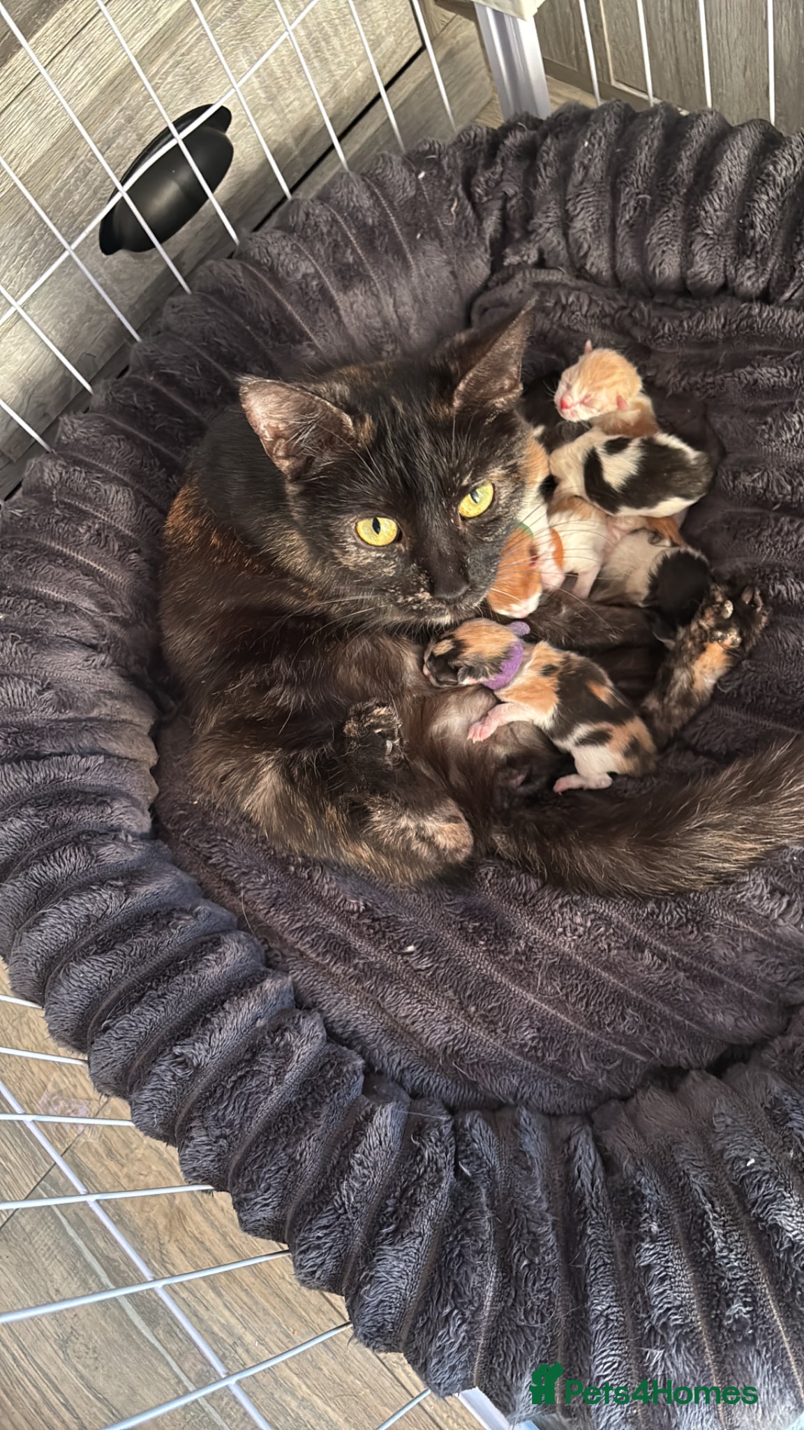 Mixed Breed cats for sale: Last 1 Stunning calico looking for forever home - Advert 2