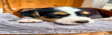Jack Russell 2