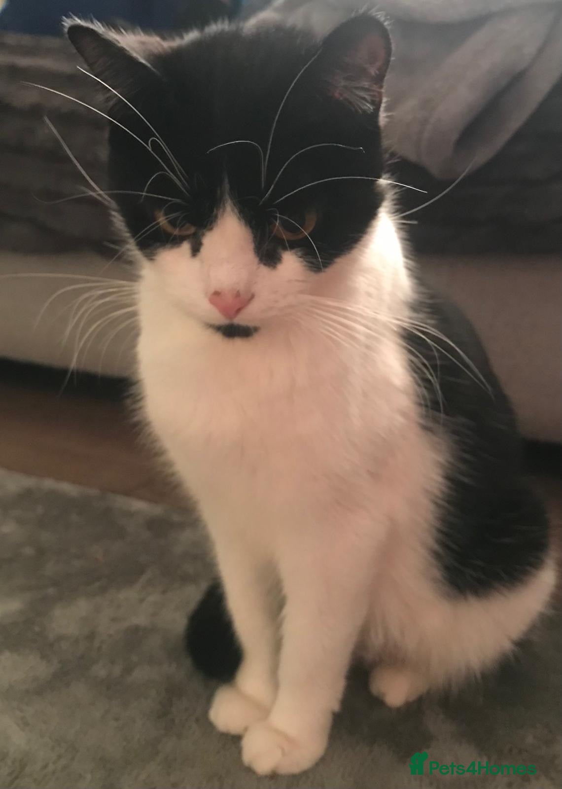 Mixed Breed cats Male black and white kitten  - Advert 3