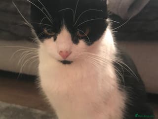 Mixed Breed cats Male black and white kitten - Advert 5